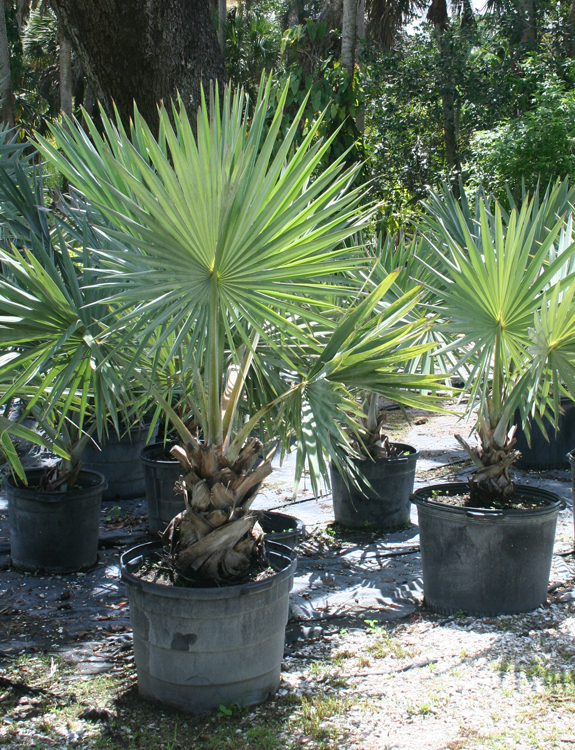 silver bismark palm