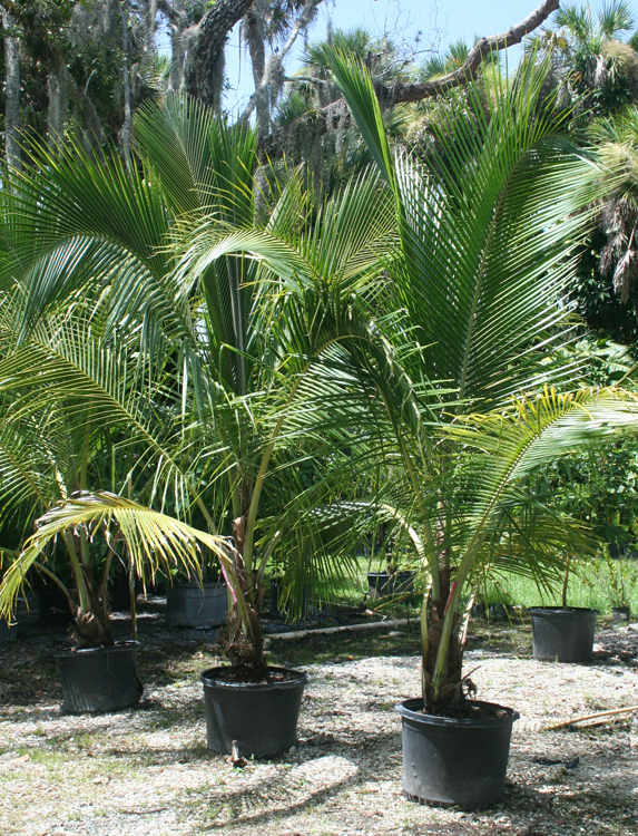 cocoanut palm